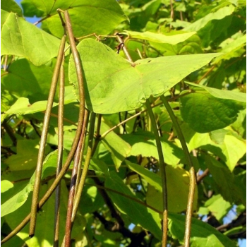 CATALPA KATALPA surmia zwyczajna - sadzonki 100 / 120 cm